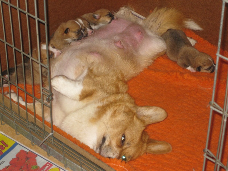 Puppies
